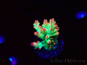 WYSIWYG RAH Acropora microclados Strawberry Shortcake