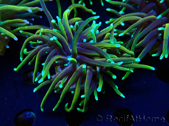WYSIWYG Euphyllia glabrescens (Mariculture acclimaté sous LED) 8N7