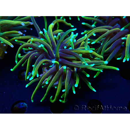 WYSIWYG Euphyllia glabrescens (Marikultur, akklimatisiert unter LED) 8N7