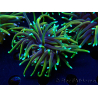 WYSIWYG Euphyllia glabrescens (Marikultur, akklimatisiert unter LED) 8N7