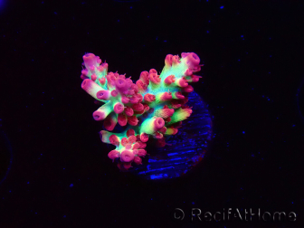 WYSIWYG RAH Acropora microclados Strawberry Shortcake