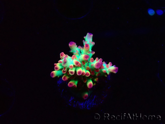 WYSIWYG RAH Acropora microclados Strawberry Shortcake