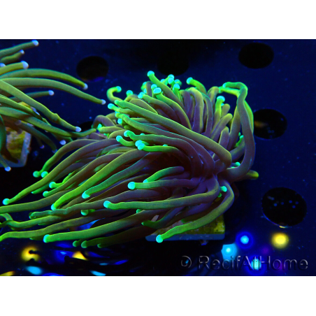 WYSIWYG Euphyllia glabrescens (Mariculture acclimaté sous LED) 8P1