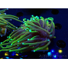 WYSIWYG Euphyllia glabrescens (Maricultura aclimatada bajo LED) 8N7