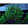 WYSIWYG Euphyllia glabrescens (Marikultur, akklimatisiert unter LED) 8N7