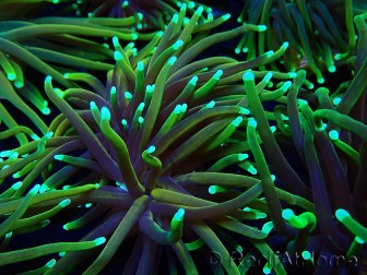 WYSIWYG Euphyllia glabrescens (Mariculture acclimaté sous LED) 8N7