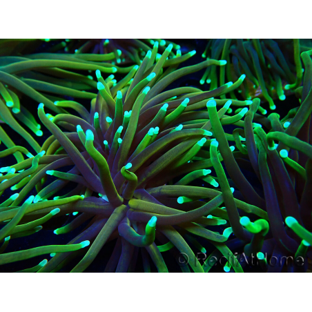 WYSIWYG Euphyllia glabrescens (Mariculture acclimated under LED) 8N7