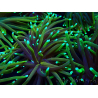 WYSIWYG Euphyllia glabrescens (Mariculture acclimated under LED) 8N7