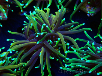 WYSIWYG Euphyllia glabrescens (Marikultur, akklimatisiert unter LED) 8N7