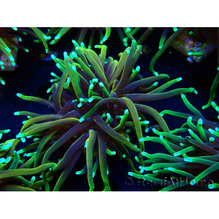 WYSIWYG Euphyllia glabrescens (Mariculture acclimaté sous LED) 8P4