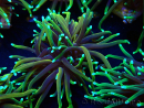 WYSIWYG Euphyllia glabrescens (Maricoltura acclimatata sotto LED) 8N7