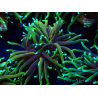 WYSIWYG Euphyllia glabrescens (Mariculture acclimaté sous LED) 8P4