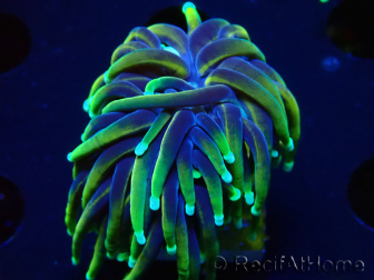 WYSIWYG Euphyllia glabrescens (Mariculture acclimated under LED) 8N7