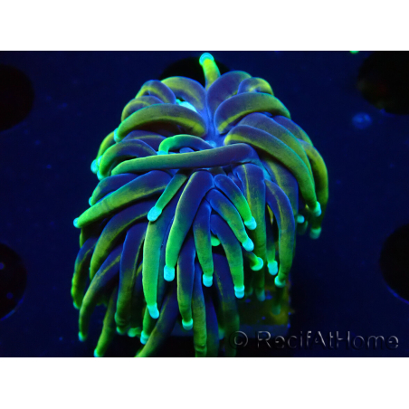 WYSIWYG Euphyllia glabrescens (Mariculture acclimated under LED) 8N7