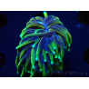 WYSIWYG Euphyllia glabrescens (Mariculture acclimaté sous LED) 8P5