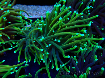 WYSIWYG Euphyllia glabrescens (Mariculture acclimated under LED) 8N7