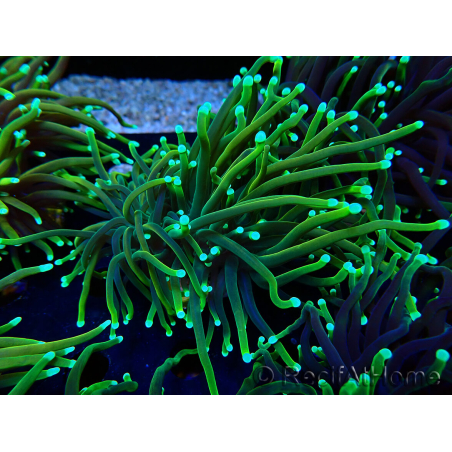 WYSIWYG Euphyllia glabrescens (Mariculture acclimaté sous LED) 8N7