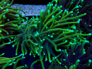 WYSIWYG Euphyllia glabrescens (Marikultur, akklimatisiert unter LED) 8N7