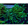 WYSIWYG Euphyllia glabrescens (Mariculture acclimated under LED) 8N7