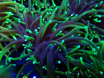 WYSIWYG Euphyllia glabrescens (Mariculture acclimated under LED) 8N7