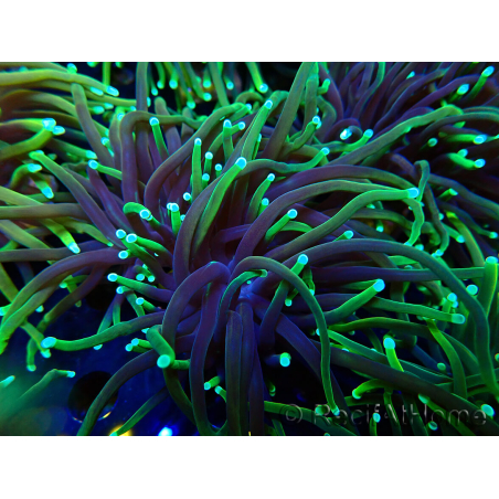 WYSIWYG Euphyllia glabrescens (Mariculture acclimaté sous LED) 8P7