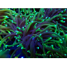 WYSIWYG Euphyllia glabrescens (Marikultur, akklimatisiert unter LED) 8N7