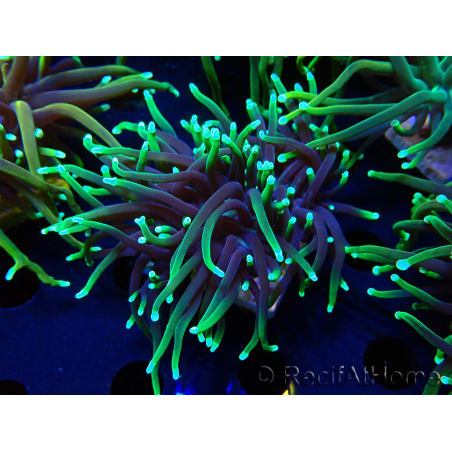 WYSIWYG Euphyllia glabrescens (Maricultura aclimatada bajo LED) 8N7
