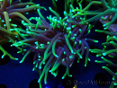 WYSIWYG Euphyllia glabrescens (Mariculture acclimaté sous LED) 8P8