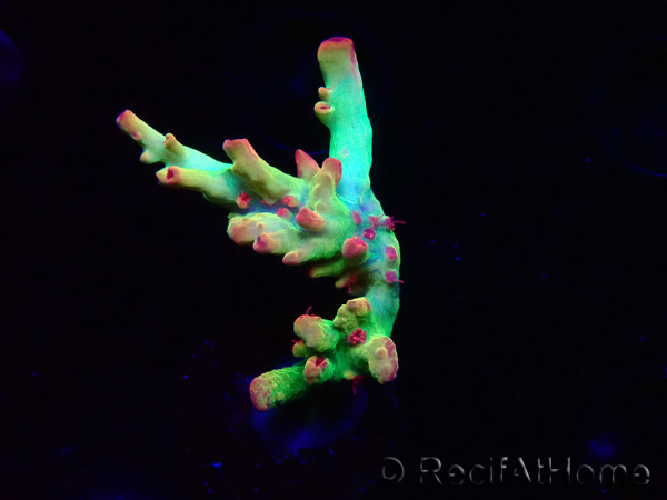 WYSIWYG RAH Acropora microclados Cloudberry SC 5Q1
