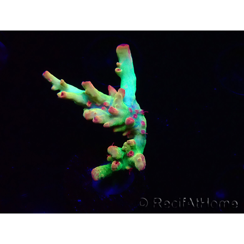 WYSIWYG RAH Acropora microclados Cloudberry SC 5Q1