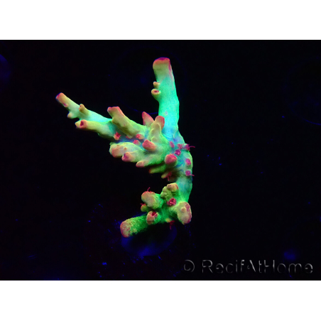 WYSIWYG RAH Acropora microclados Cloudberry SC 5Q1