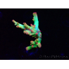 WYSIWYG RAH Acropora microclados Cloudberry SC