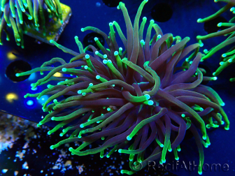 WYSIWYG Euphyllia glabrescens (Mariculture acclimaté sous LED) 8N7