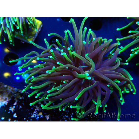 WYSIWYG Euphyllia glabrescens (Mariculture acclimaté sous LED) 8N7