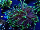 WYSIWYG Euphyllia glabrescens (Maricultura aclimatada bajo LED) 8N7