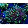 WYSIWYG Euphyllia glabrescens (Mariculture acclimaté sous LED) 8Q1
