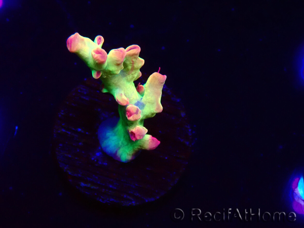 WYSIWYG RAH Acropora microclados Cloudberry SC