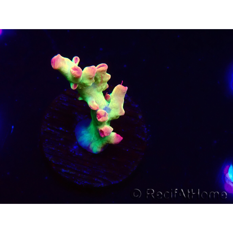 WYSIWYG RAH Acropora microclados Cloudberry SC 5Q2