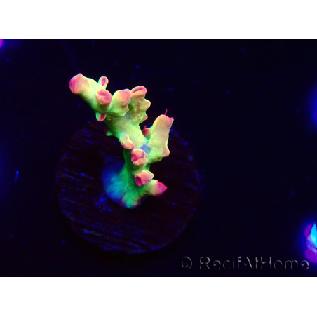 WYSIWYG RAH Acropora microclados Cloudberry SC