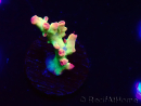 WYSIWYG RAH Acropora microclados Cloudberry SC