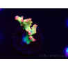 WYSIWYG RAH Acropora microclados Cloudberry SC