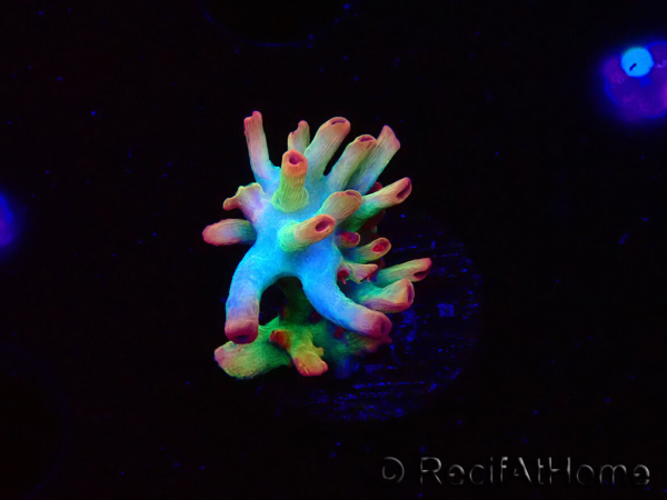 WYSIWYG RAH Acropora microclados Cloudberry SC 5Q4