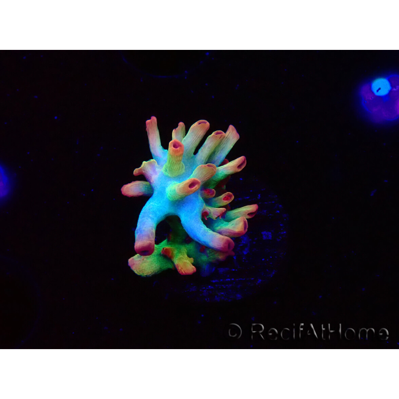 WYSIWYG RAH Acropora microclados Cloudberry SC