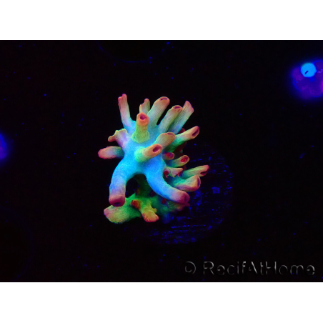 WYSIWYG RAH Acropora microclados Cloudberry SC