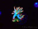 WYSIWYG RAH Acropora microclados Cloudberry SC 5Q4
