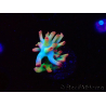 WYSIWYG RAH Acropora microclados Cloudberry SC