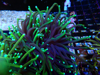 WYSIWYG Euphyllia glabrescens (Mariculture acclimaté sous LED) 8N7