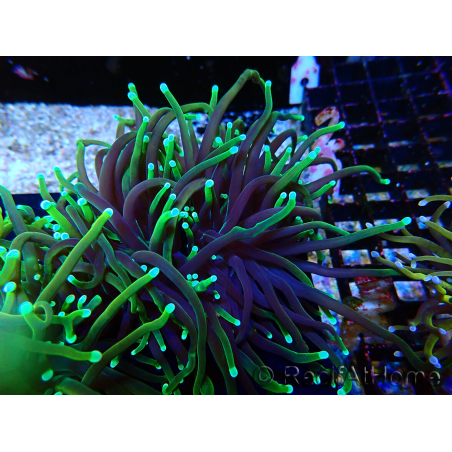 WYSIWYG Euphyllia glabrescens (Marikultur, akklimatisiert unter LED) 8N7