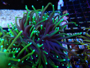 WYSIWYG Euphyllia glabrescens (Mariculture acclimaté sous LED) 8N7