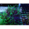 WYSIWYG Euphyllia glabrescens (Mariculture acclimated under LED) 8N7